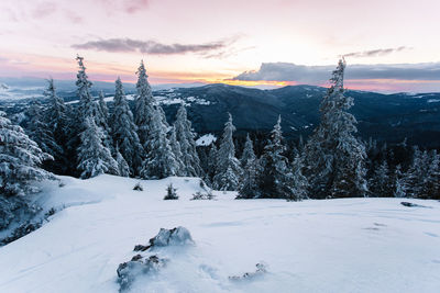 Snow covered trees on mountains against sky during sunset
