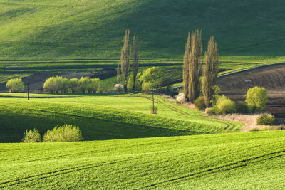 Scenic view of agricultural field