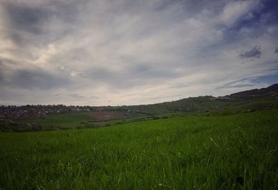 Scenic view of grassy field against sky