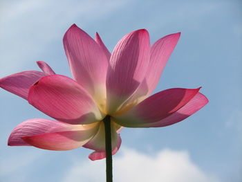 Close-up of pink lotus water lily against sky