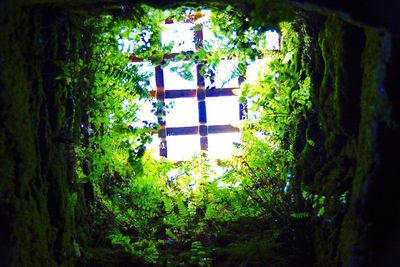 View of lush foliage