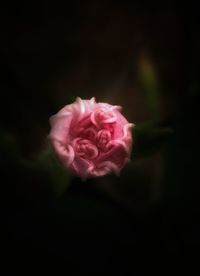 Close-up of pink flower blooming outdoors