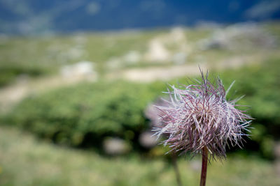 Close-up of purple thistle flower