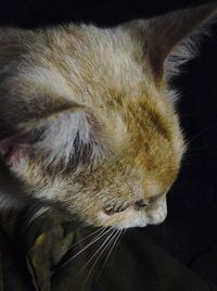 Close-up of cat sleeping