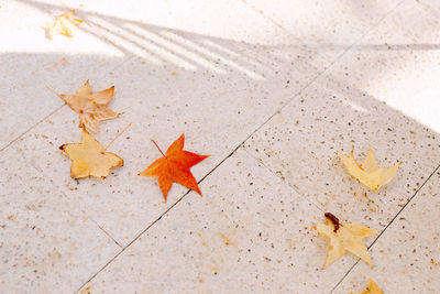 High angle view of maple leaves on floor