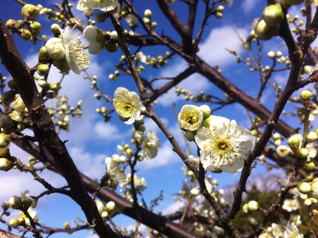 flower, freshness, low angle view, branch, growth, tree, fragility, beauty in nature, nature, blossom, white color, petal, cherry blossom, blooming, in bloom, springtime, sky, flower head, cherry tree, close-up