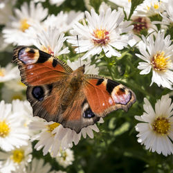 Close-up of butterfly perching on flowers