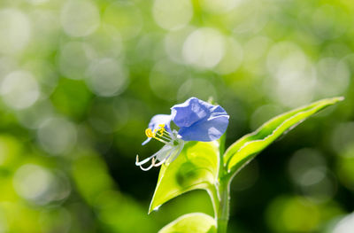 Spiderwort in morning light.