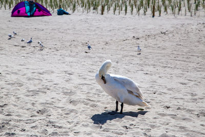 Seagull on shore