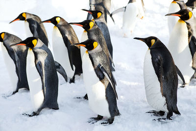 King penguin walking on the snow at azahikawa zoo, hokkaido japan