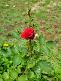 Close-up of red flower