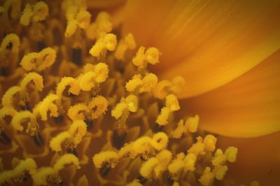 Close-up of yellow flower