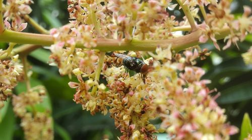 Close-up of bee pollinating on flower