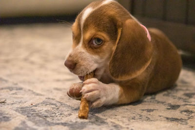 Close-up of a dog looking away