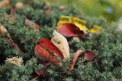 Close-up of plant growing outdoors