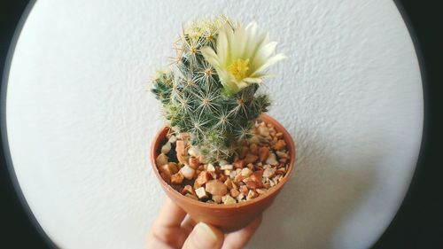 Close-up of hand holding cactus