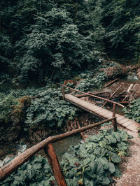 High angle view of railroad tracks amidst trees in forest