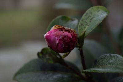 Close-up of pink flowering plant