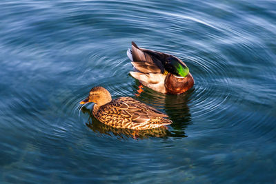 Ducks at ontario lake