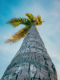 Low angle view of coconut palm tree against sky