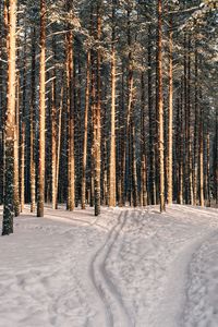 Snow covered pine trees in forest