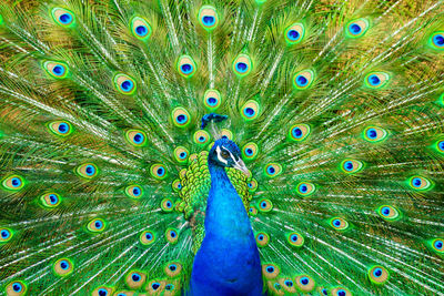 Close-up of peacock with fanned out feathers