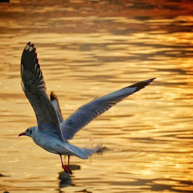 bird, animals in the wild, animal themes, wildlife, spread wings, flying, one animal, water, nature, sea, beauty in nature, waterfront, sunset, mid-air, seagull, focus on foreground, outdoors, side view, no people, rippled