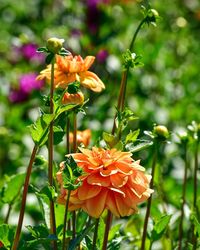 Close-up of orange flowering plant