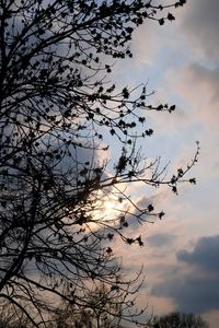 Low angle view of silhouette tree against sky at sunset