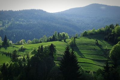 Scenic view of landscape
