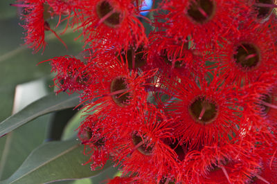 Close-up of red flowers