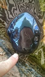 Close up of turtle