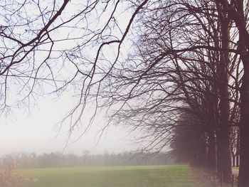 Bare trees on grassy field