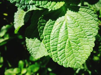 Close-up of green leaves