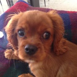 Close-up portrait of a dog