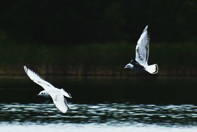 Seagull flying over a water