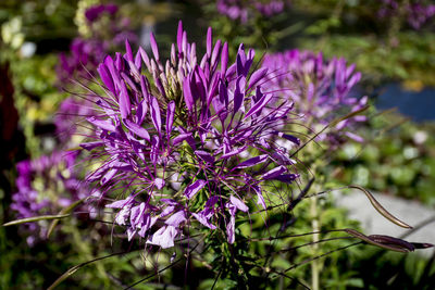 Close-up of purple flowers blooming outdoors