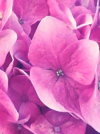 Close-up of pink flower