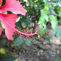 Close-up of pink flowers