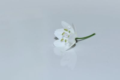 Close-up of white flowers