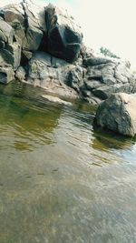 Turtle in water