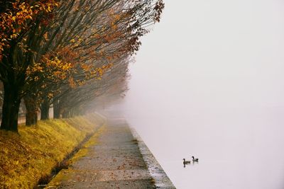 Mid distant view of ducks swimming in lake during foggy weather