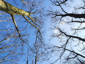 Low angle view of bare tree against blue sky