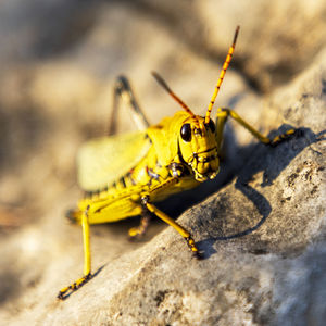 Cricket, cerro de las mitras, monterrey, nuevo león, méxico