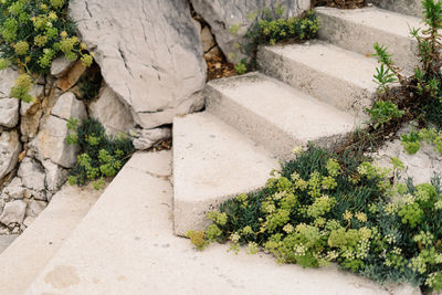 High angle view of plants