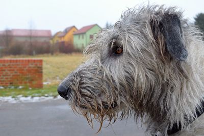 Close-up of dog against clear sky