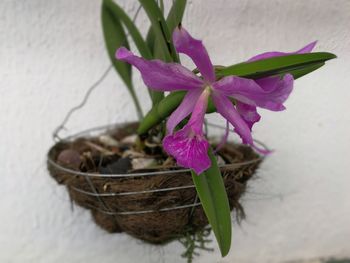 Close-up of plant in basket