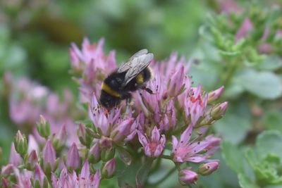 Close-up of insect on pink flower