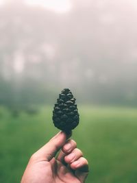 Cropped hand holding pine cone on land