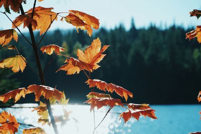 Close-up of maple leaves